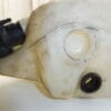 Washer tank Citroen Peugeot 607 9638831080 9638831180 643198